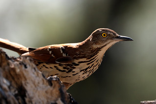 Brown Thrasher makes an appearnace