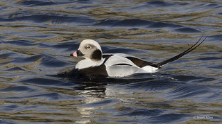 Long tailed Duck_C6A5874