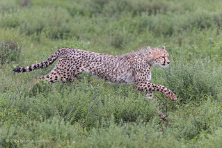 Young Cheetah Running Through A Light Rain On The Ndutu Plains