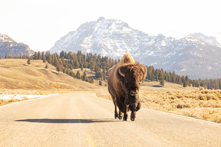 Lone bull bison walking in the road in Lamar Valley (portrait)