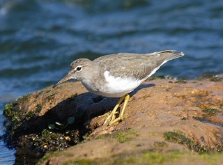 Spotted Sandpiper, winter plumage