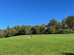 Cows at Les Brenets - Photo of Grand'Combe-Châteleu