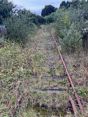 Overgrown tracks, Morlaix-Roscoff line - Photo of Henvic