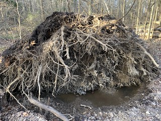 “A Massive tree uprooted and blown over in the woods at Duffins trail in Discovery bay , Martins photographs , Ajax , Ontario , Canada , April 13 or 14. 2024”