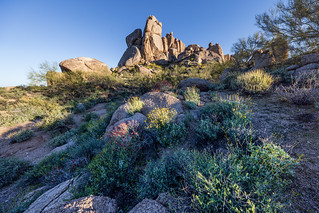 Desert shrubs and rocks