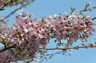 Un air de printemps à Compiègne - Prunus (cerisiers Yoshino)