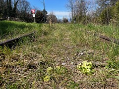 Abandoned tracks between Évian-les-Bains and St Gingolph - Photo of Thollon-les-Mémises
