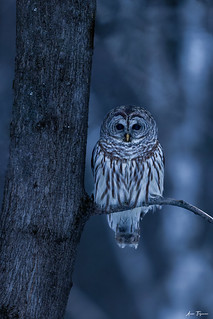 Chouette rayée - Strix varia -  barred owl - HB
