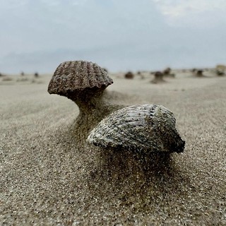 Shells on Borkum