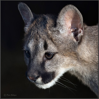 Portrait of a young cougar
