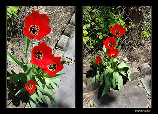Red Tulips (diptych)