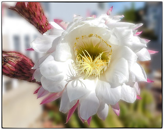 20240417 Cactus Flower