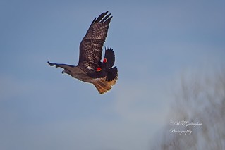 Red Winged Blackbird vs Red Tailed Hawk