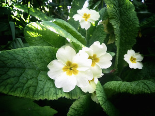 English primrose