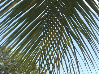 Palmes de cocotier - Tahiti