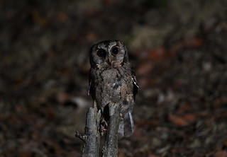 領角鴞 Collared Scops-Owl