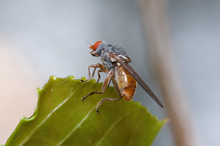 Brachyopa cf insensilis sapeater hoverfly (Syrphidae)