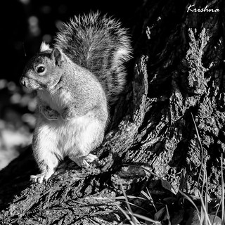 Gray Squirrel - LR9A2682- B&W