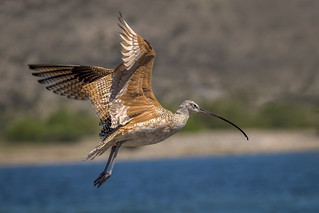 Long-billed curlew-08693