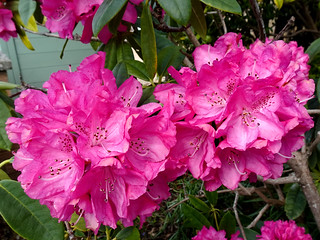 The rhododendron is now in flower!