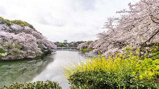 Cherry Blossom Tokyo