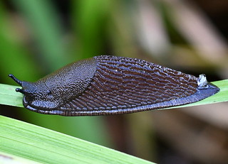 Mördarsnigel / Spanish Slug (Arion vulgaris)