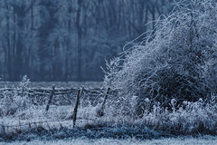 Frozen morning - Photo of Matzenheim