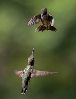 Black-chinned Hummingbirds socializing