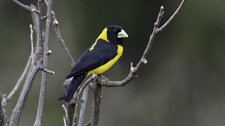 A Black and Yellow Grosbeak foraging in the evening