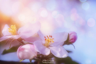 Beautiful Apple Blossom