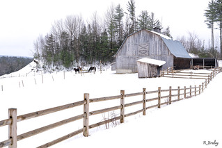Morgan Farm Horses, Johnson, Vermont