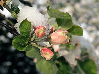 Blüten im Schnee - Blossoms in the Snow