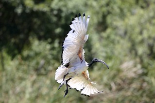 AFRICAN SACRED IBIS
