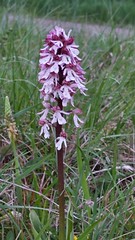 Purperorchis - Photo of Javernant