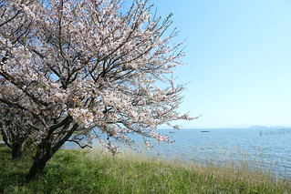 2024 Cherry blossoms 1