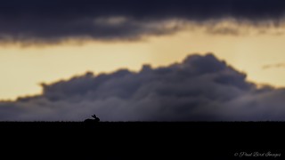 Stormy Hare on the Horizan