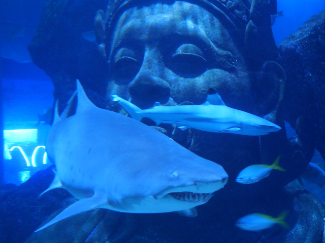 Sharks and Statue