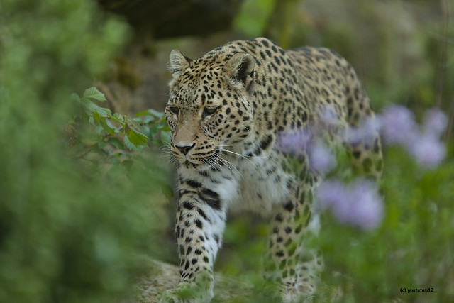 persischer Leopard hinter blauen Blumen