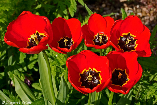 Six Red Tulips