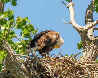 Female Bald Eagle checking on the Eaglets in the nest.