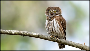 Chevêchette d'Europe / Eurasian Pygmy Owl