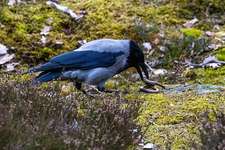Hooded crow catching slow worm R7247214