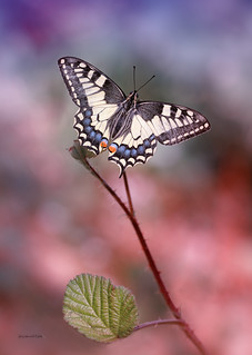 Papilio machaon - Linnaeus 1758