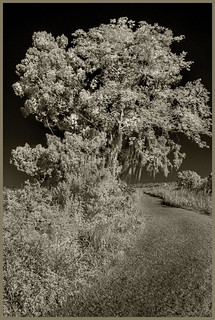 Trees on the Levee; Lake Woodruff NWR, 2024