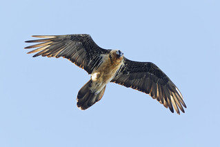 Gypaète barbu - Gypaetus barbatus -Bearded Vulture