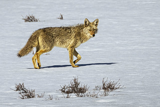 Lone Coyote on the Flat
