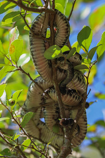 Timber Rattlesnakes (Crotalus horridus)