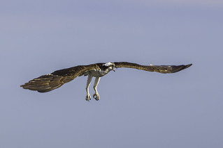 An angry Osprey being harassed by a Crow