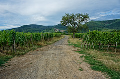 Path in the vineyard