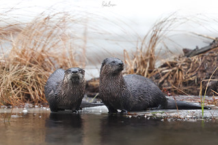 Loutre de rivière - River otter